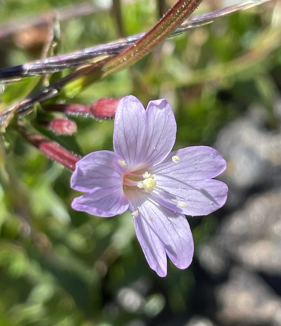 Epilobium alsinifolium