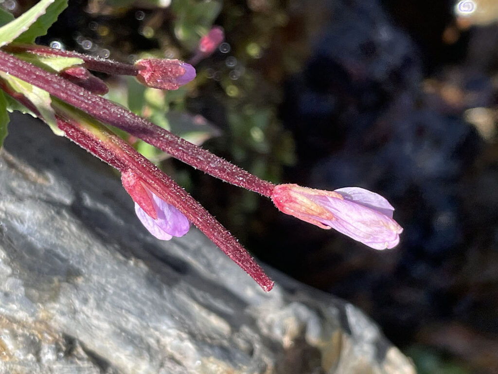 Epilobium alsinifolium