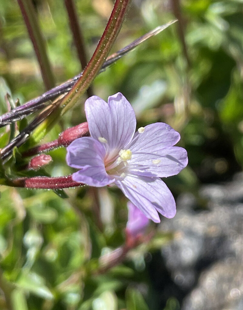 Epilobium alsinifolium