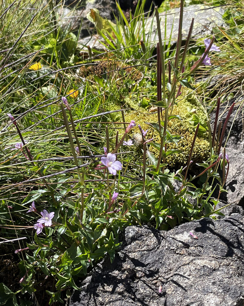 Epilobium alsinifolium