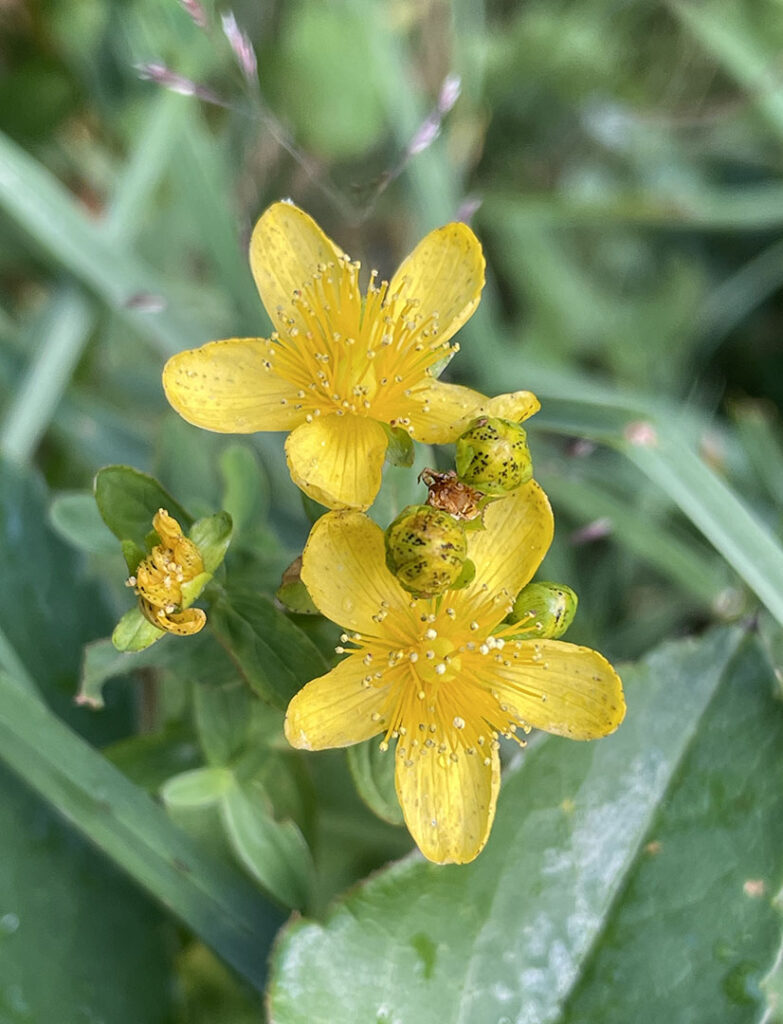 Hypericum maculatum