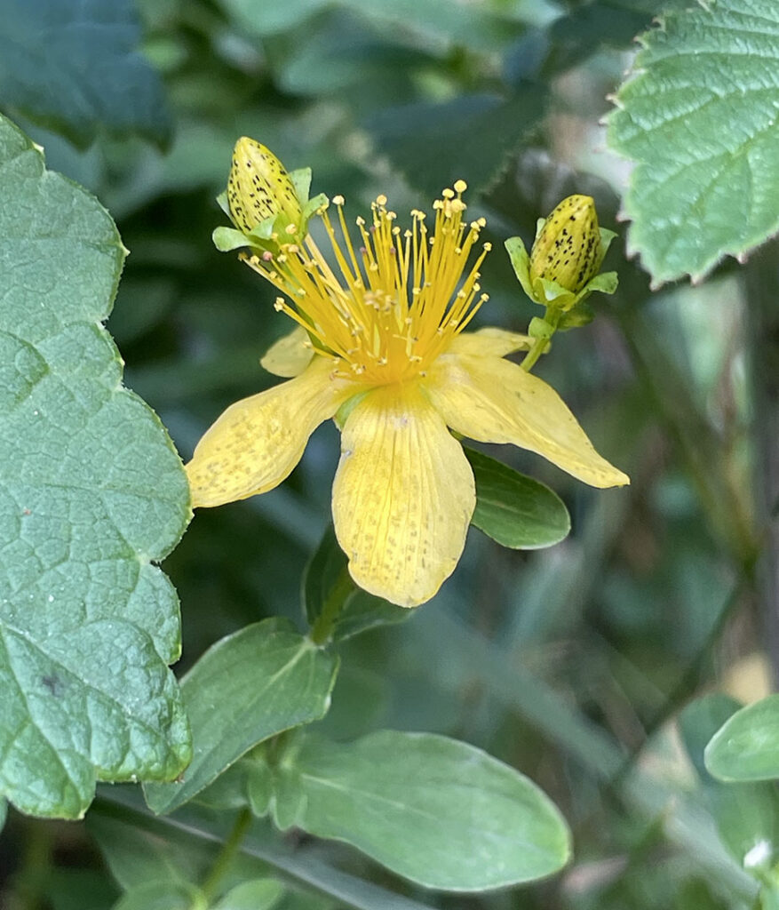 Hypericum maculatum