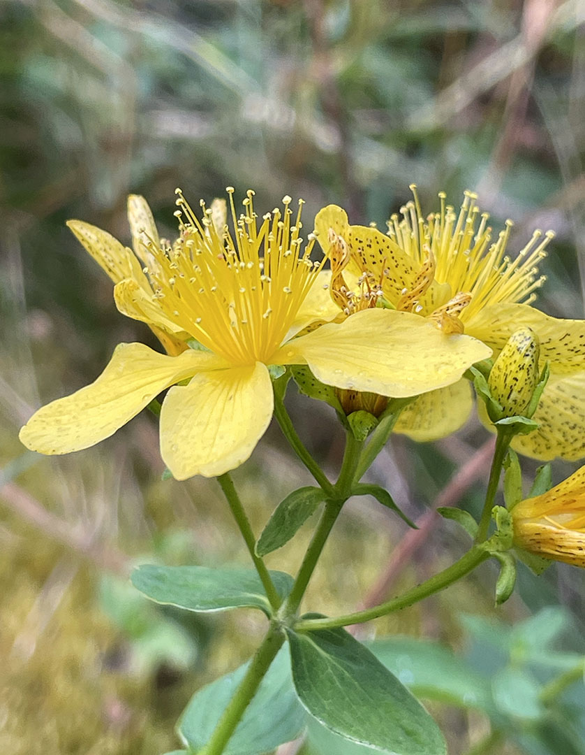 Hypericum maculatum