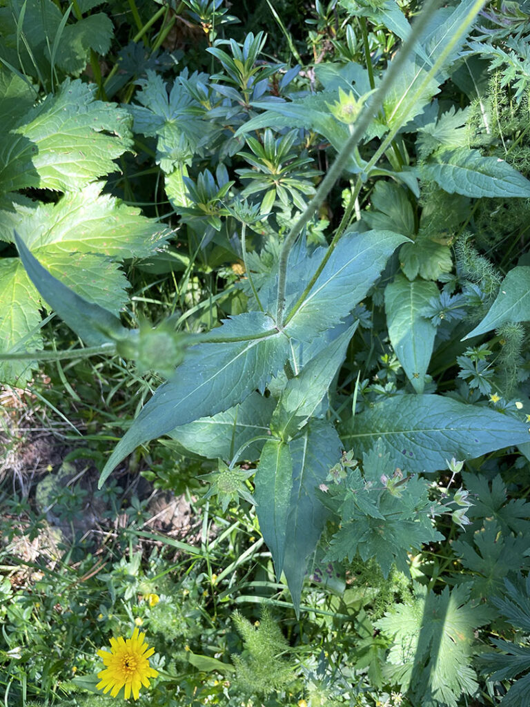 Knautia dipsacifolia