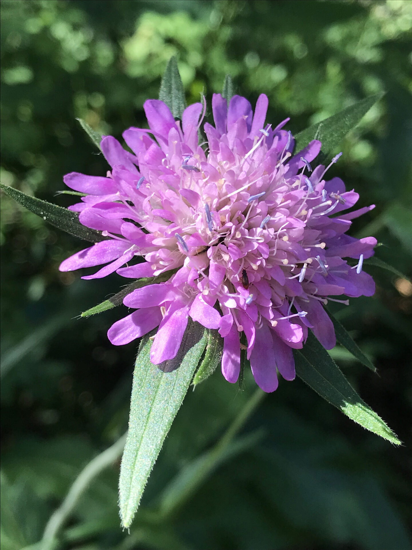 Knautia dipsacifolia