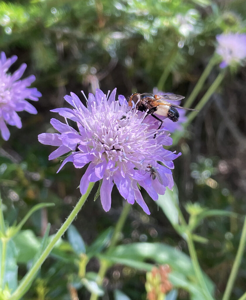 Knautia dipsacifolia