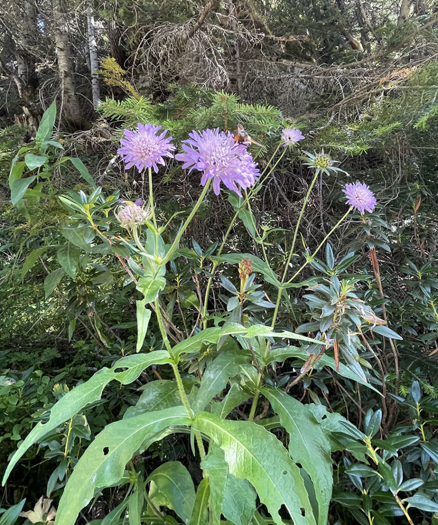 Knautia dipsacifolia