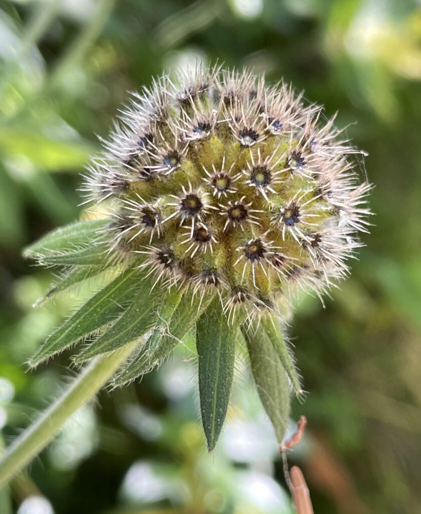 Knautia dipsacifolia