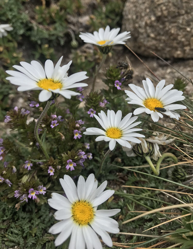 Leucanthemopsis alpina