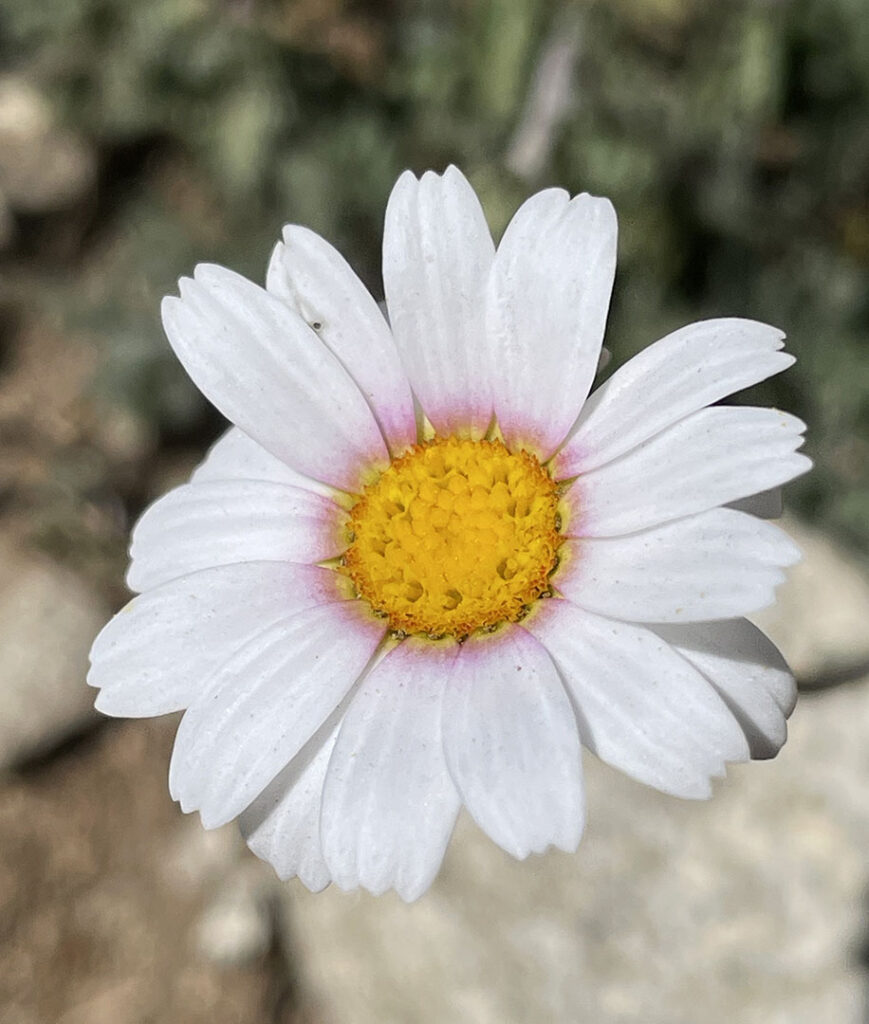 Leucanthemopsis alpina