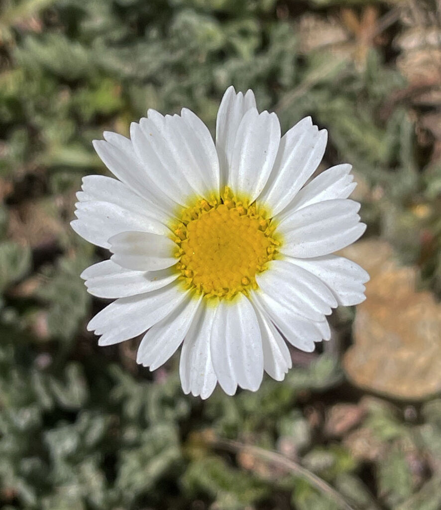 Leucanthemopsis alpina