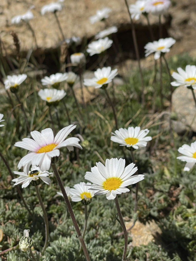 Leucanthemopsis alpina