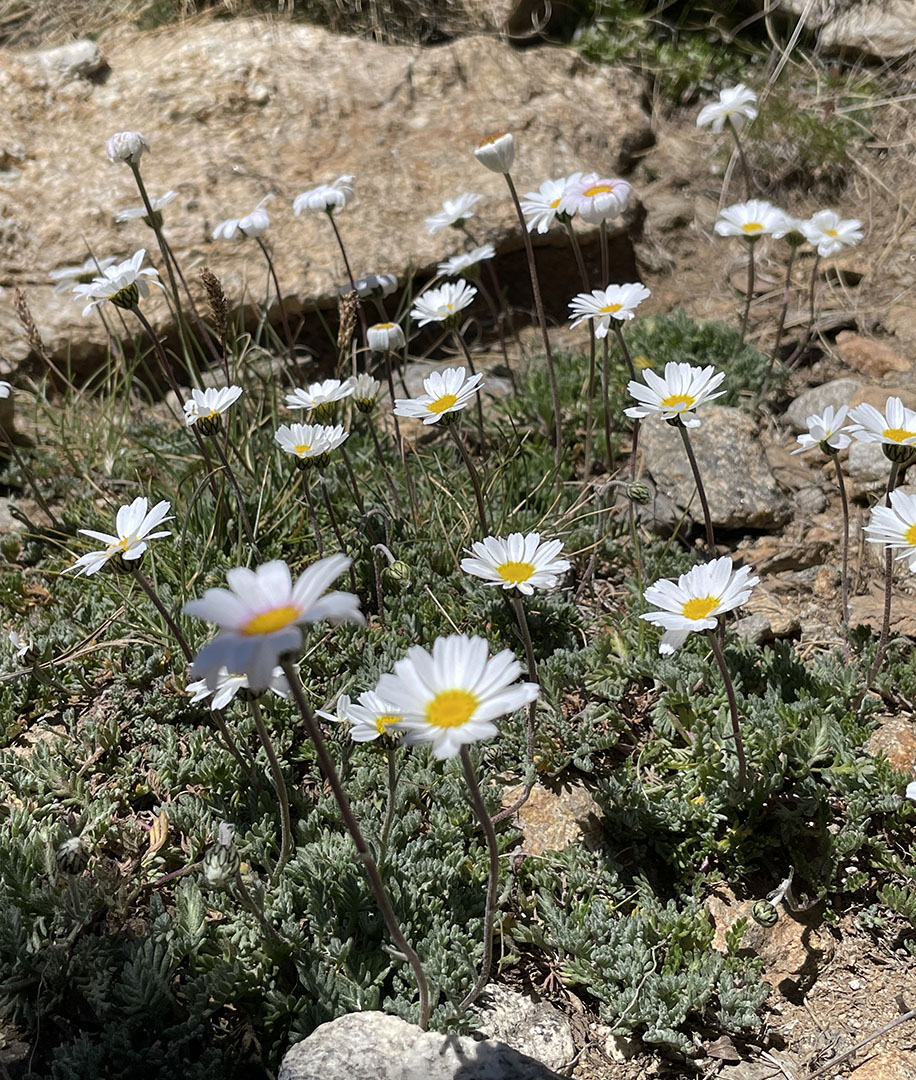 Leucanthemopsis alpina