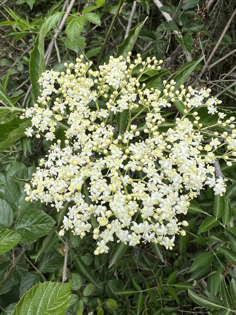 Sambucus nigra