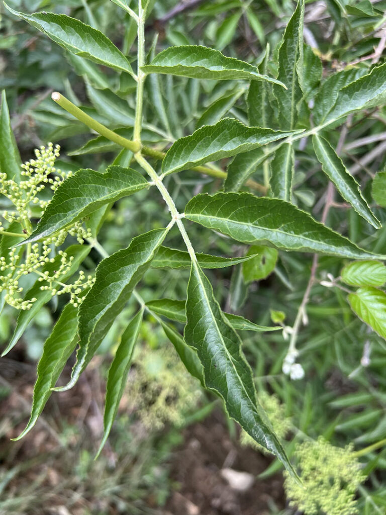 Sambucus nigra