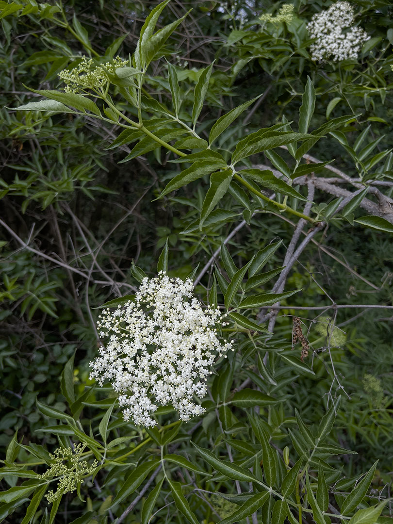 Sambucus nigra