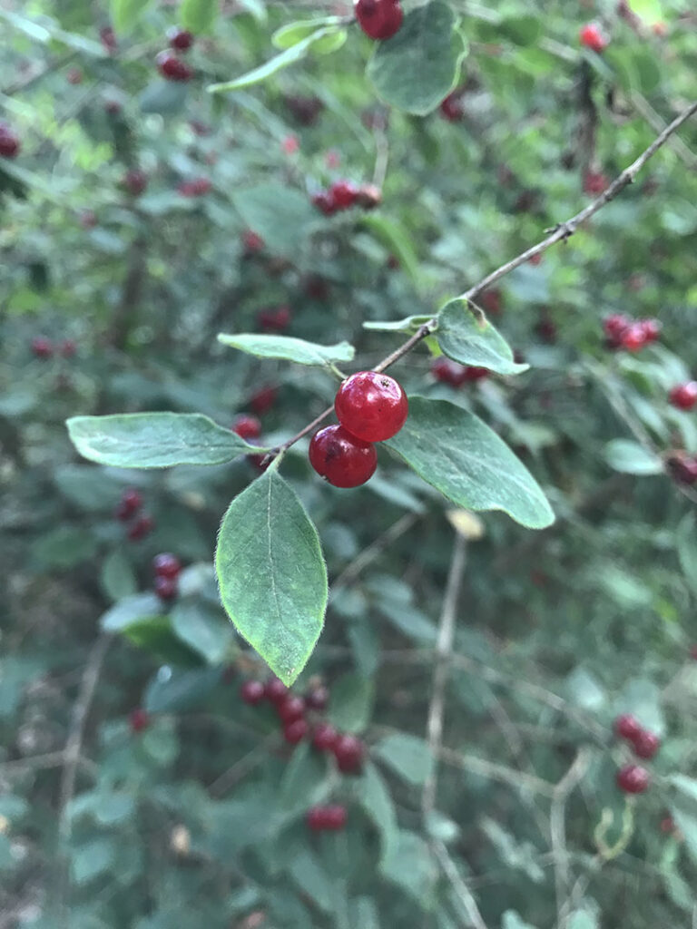 Lonicera xylosteum