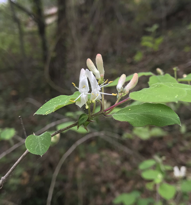 Lonicera xylosteum