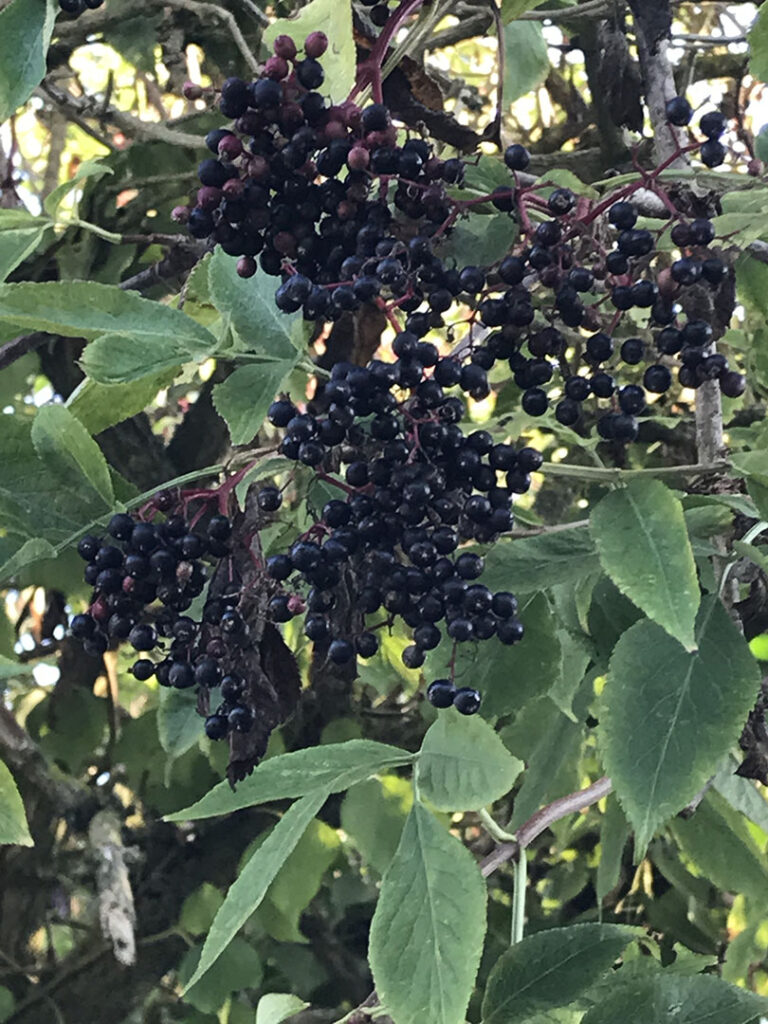 Sambucus nigra