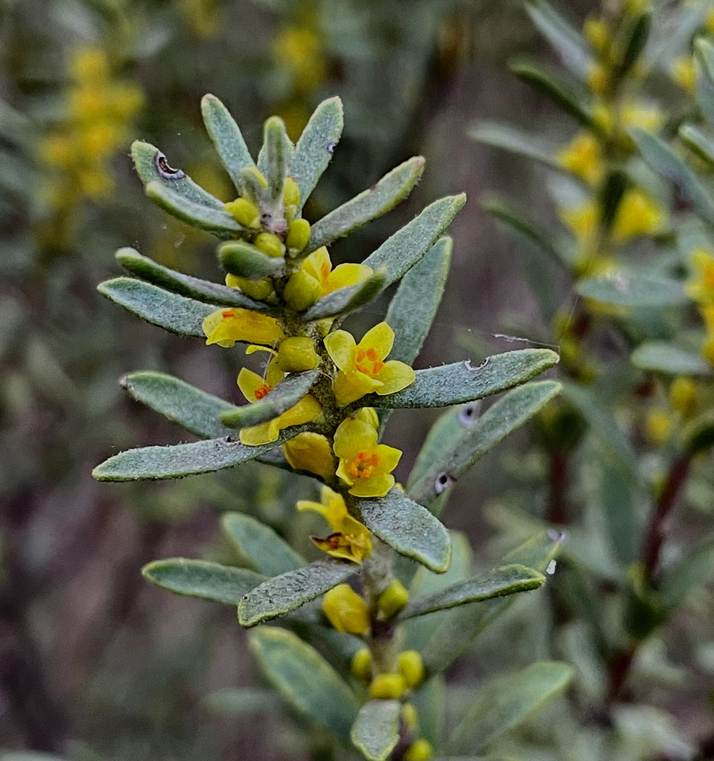 Thymelaea tinctoria