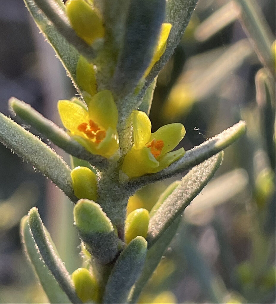 Thymelaea tinctoria