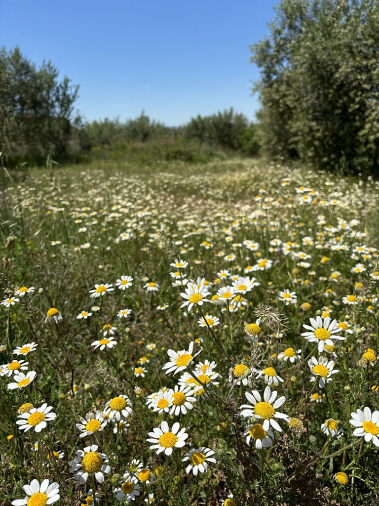 Anacyclus clavatus