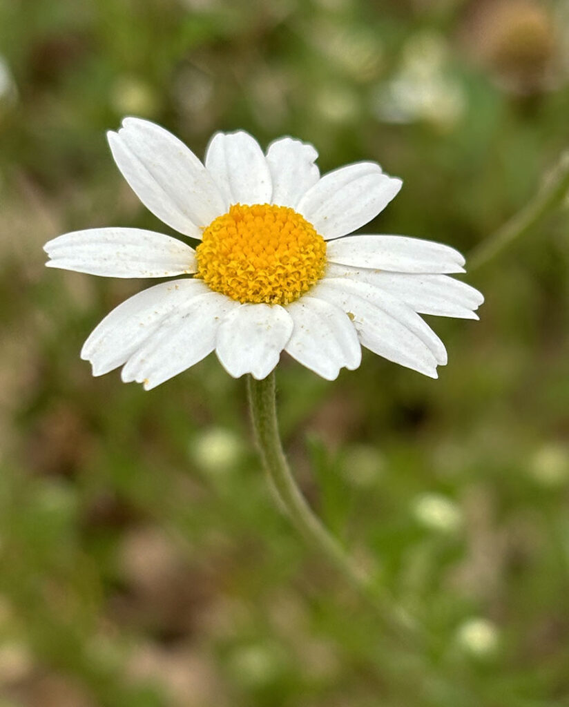 Anacyclus clavatus