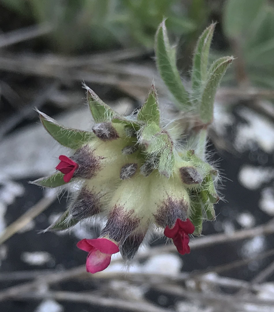 Anthyllis vulneraria