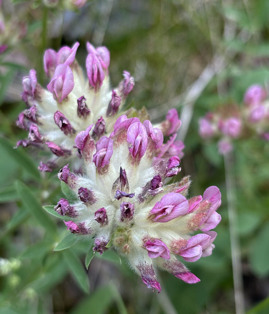 Anthyllis vulneraria