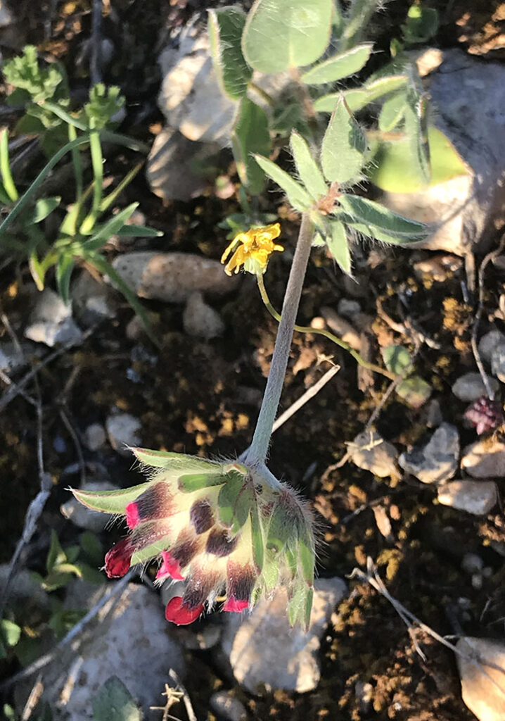 Anthyllis vulneraria