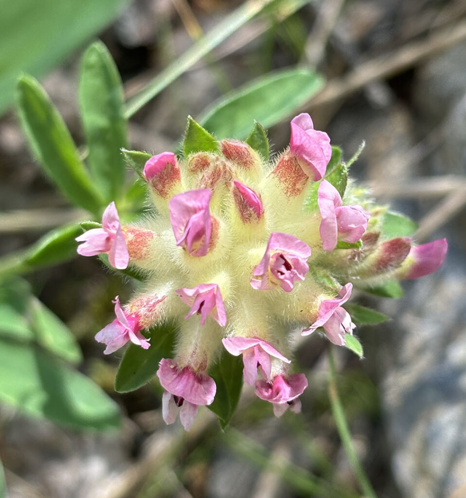 Anthyllis vulneraria