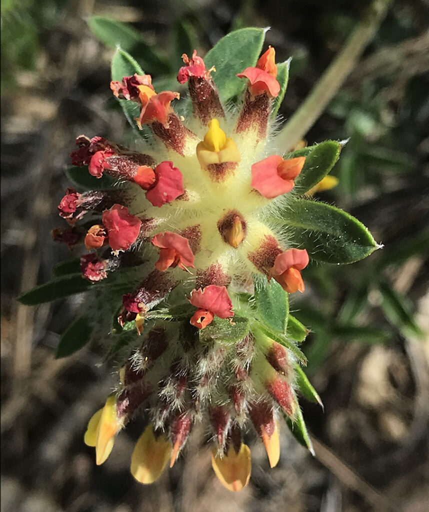 Anthyllis vulneraria