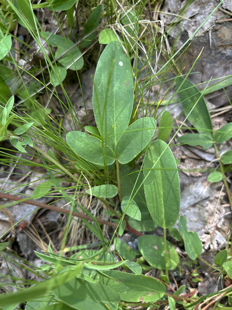 Anthyllis vulneraria