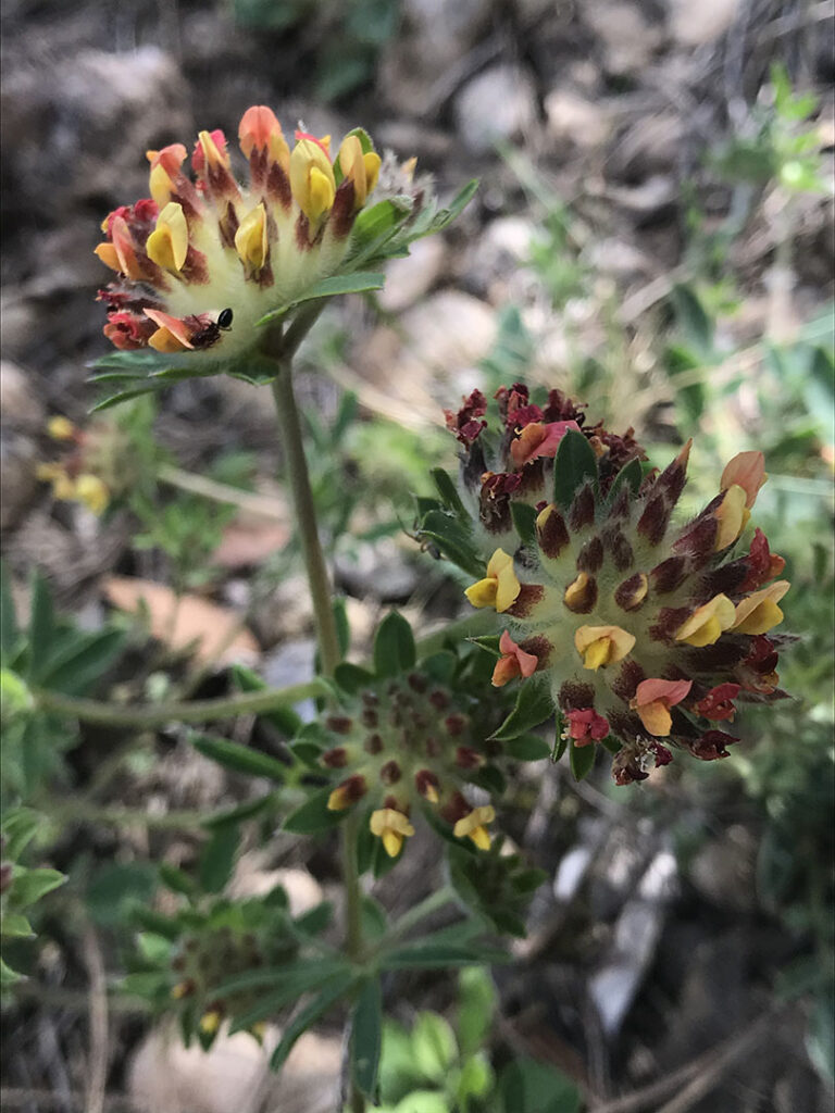 Anthyllis vulneraria