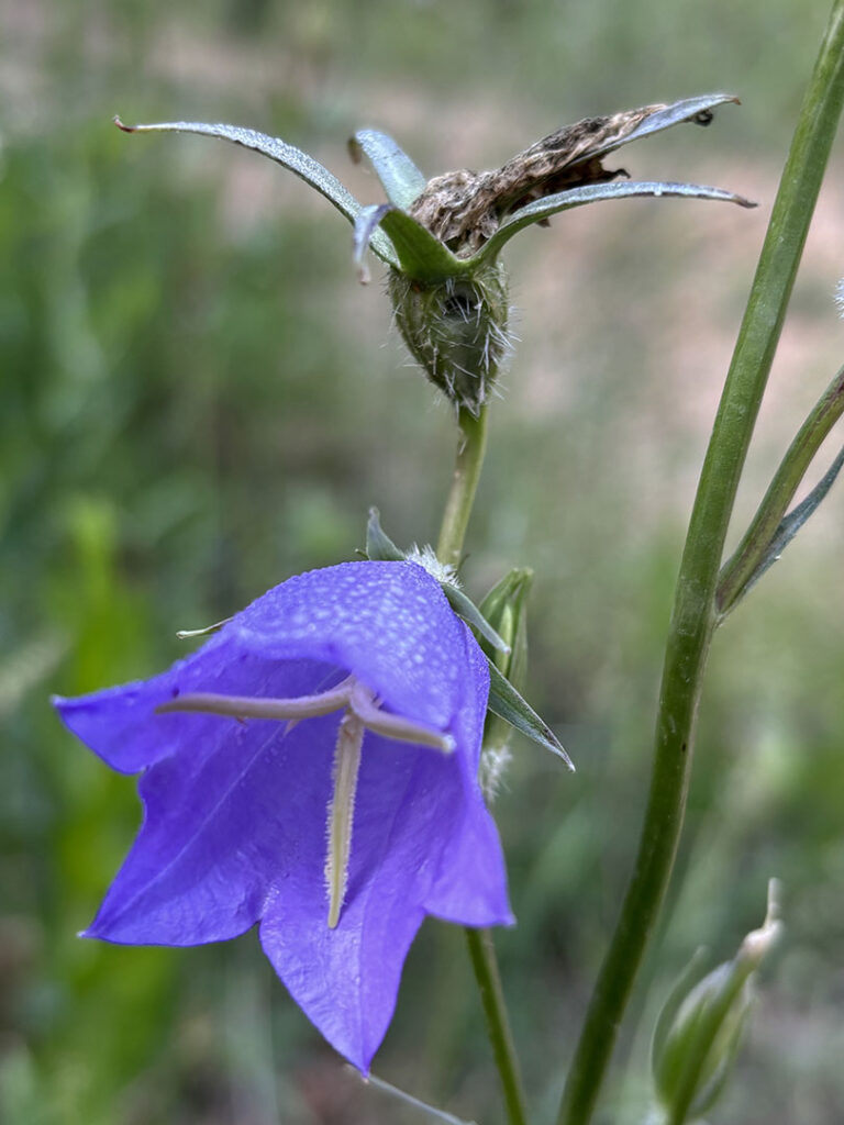 Campanula persicifolia