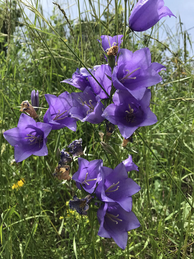 Campanula persicifolia