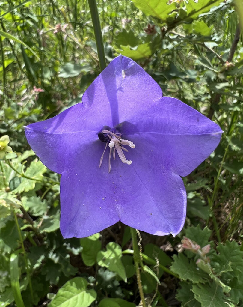 Campanula persicifolia