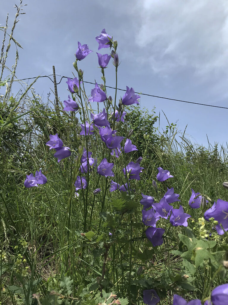 Campanula persicifolia