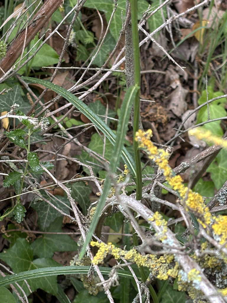 Campanula persicifolia