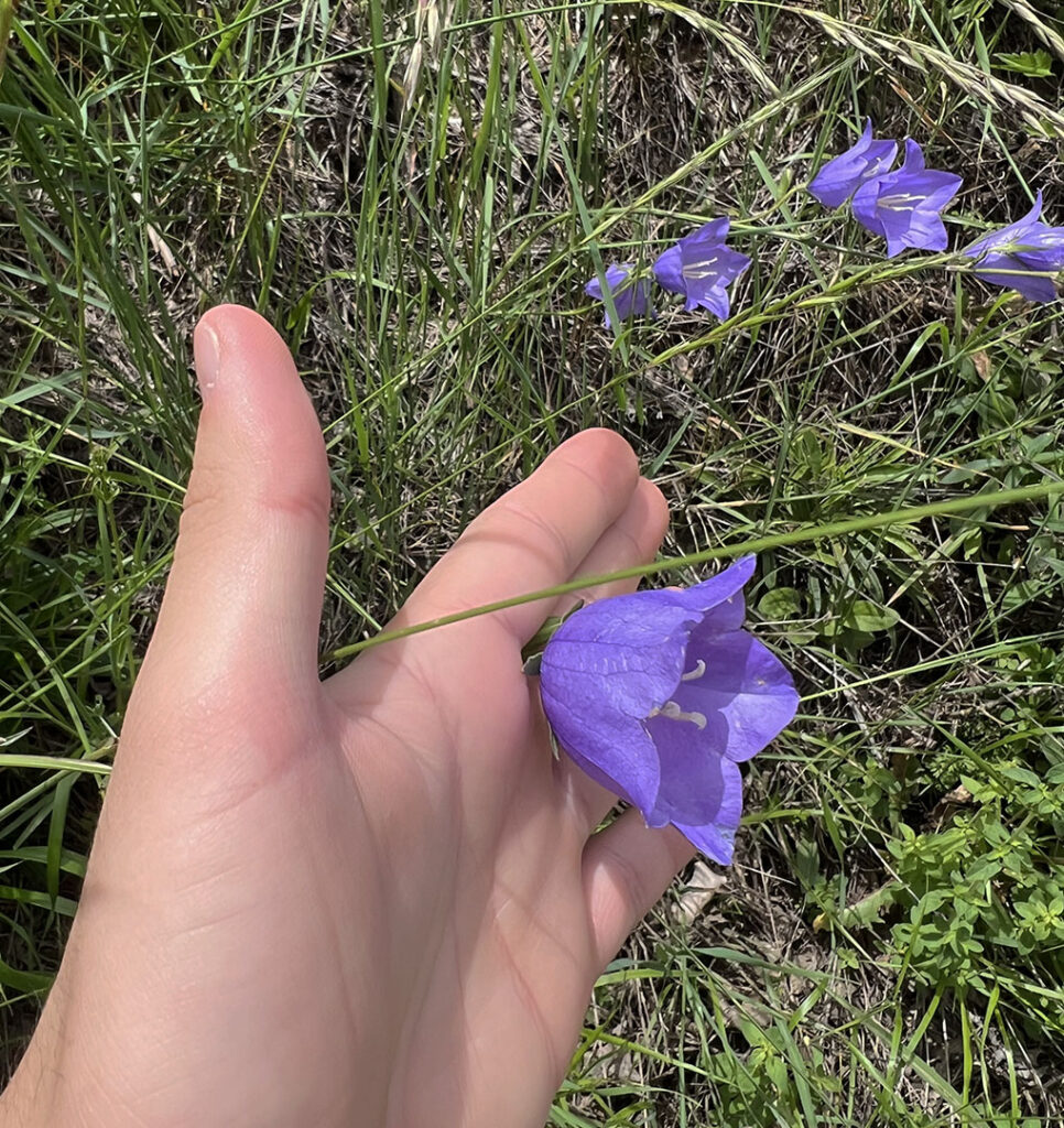 Campanula persicifolia