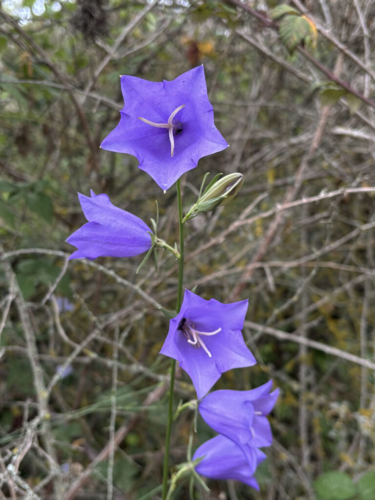 Campanula persicifolia