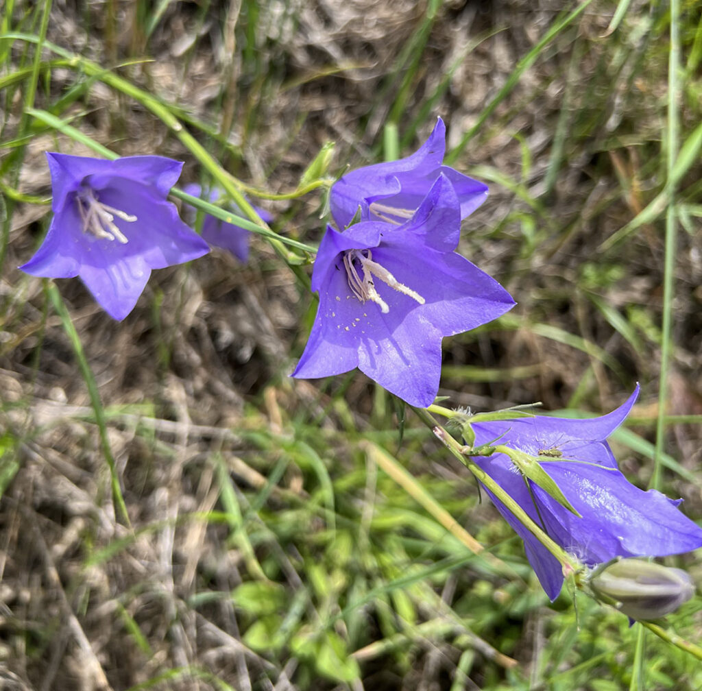 Campanula persicifolia