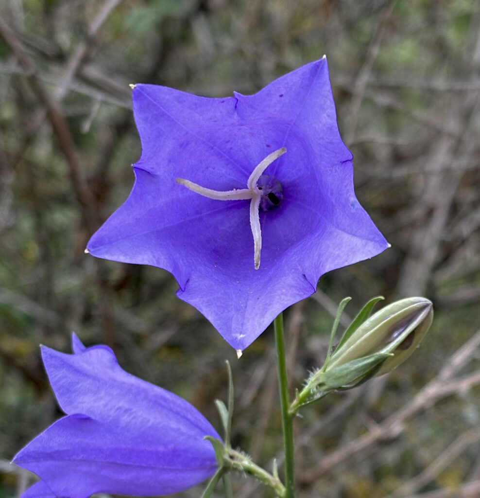 Campanula persicifolia