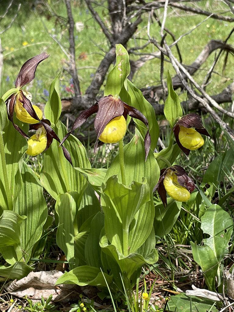 Cypripedium calceolus