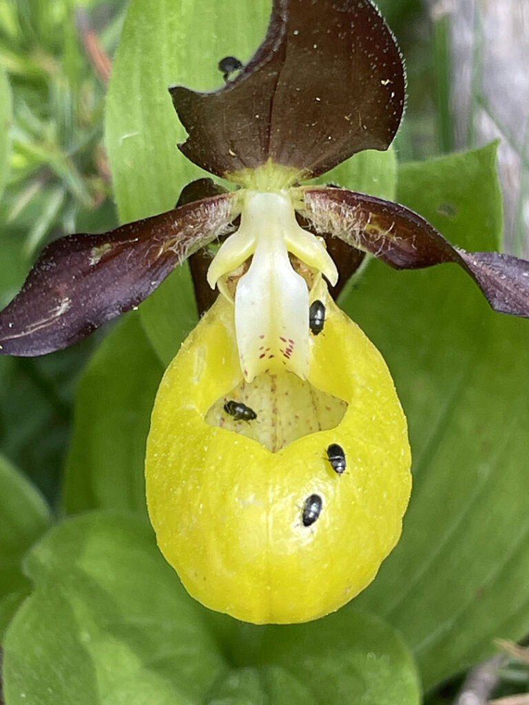 Cypripedium calceolus