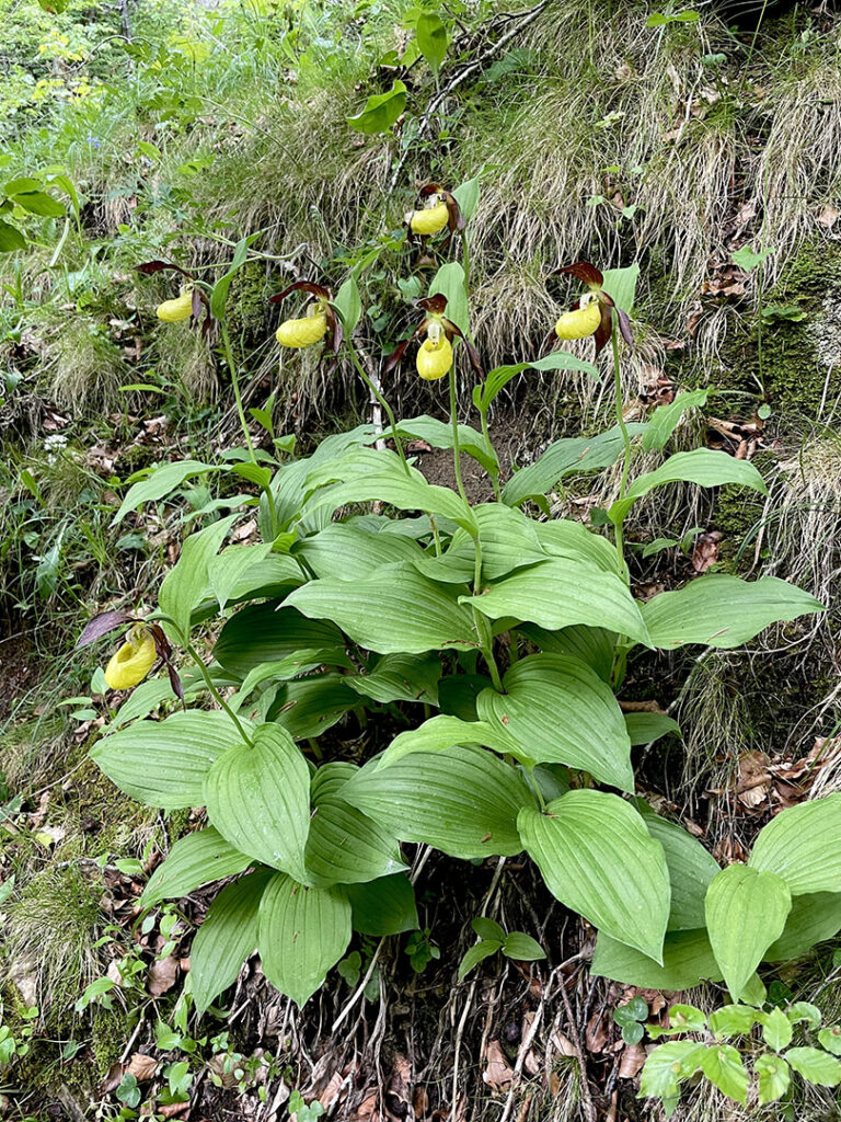 Cypripedium calceolus