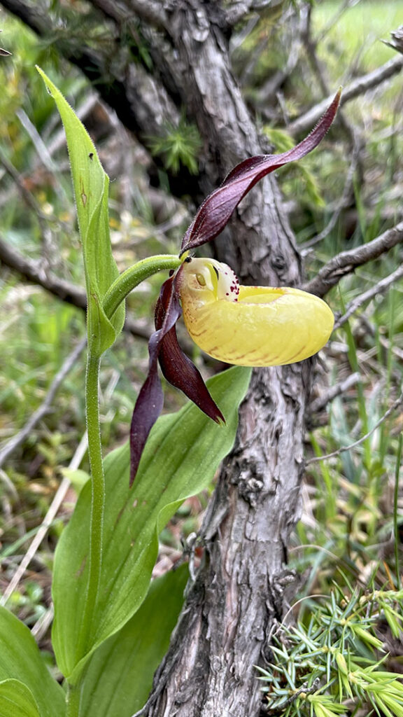 Cypripedium calceolus