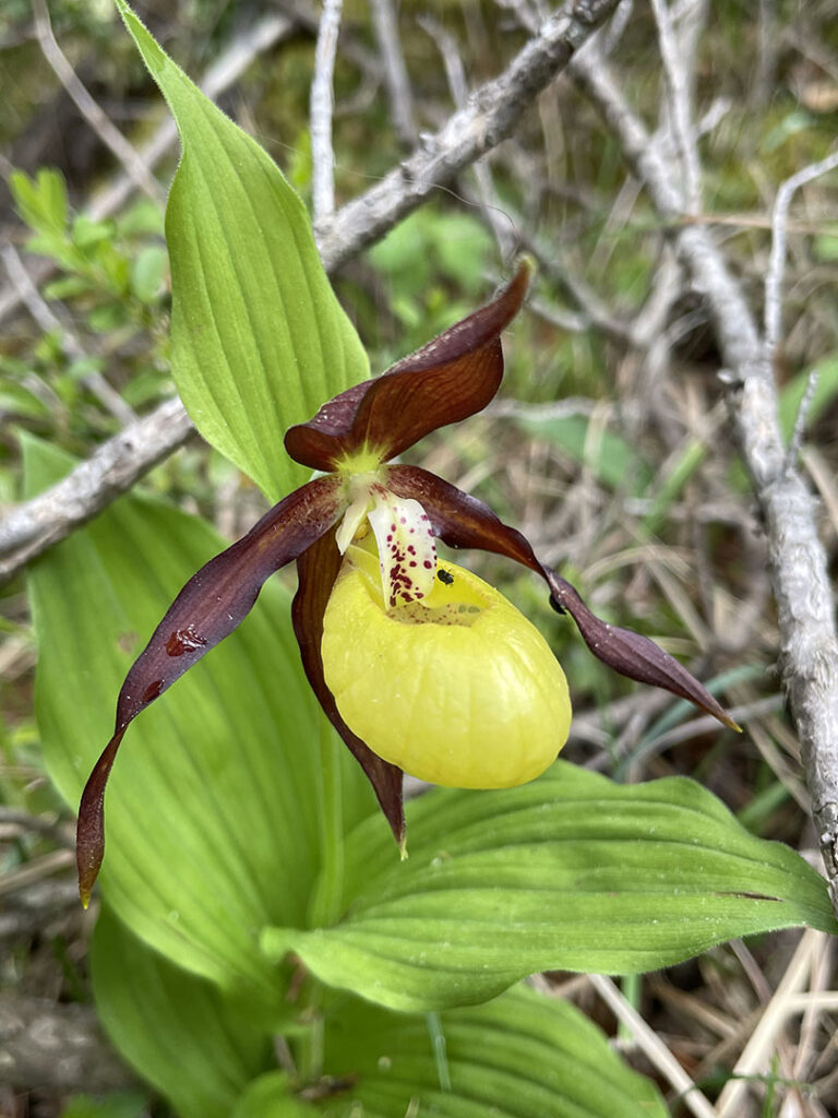 Cypripedium calceolus