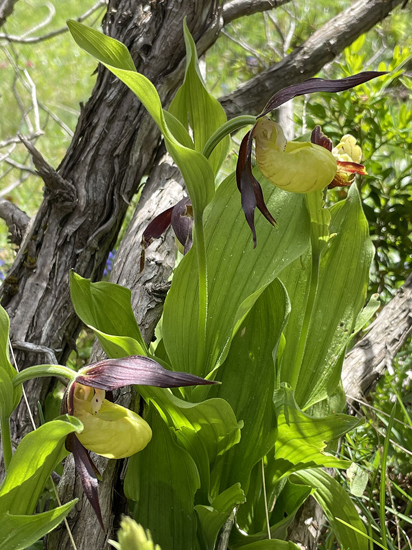 Cipripedium calceolus