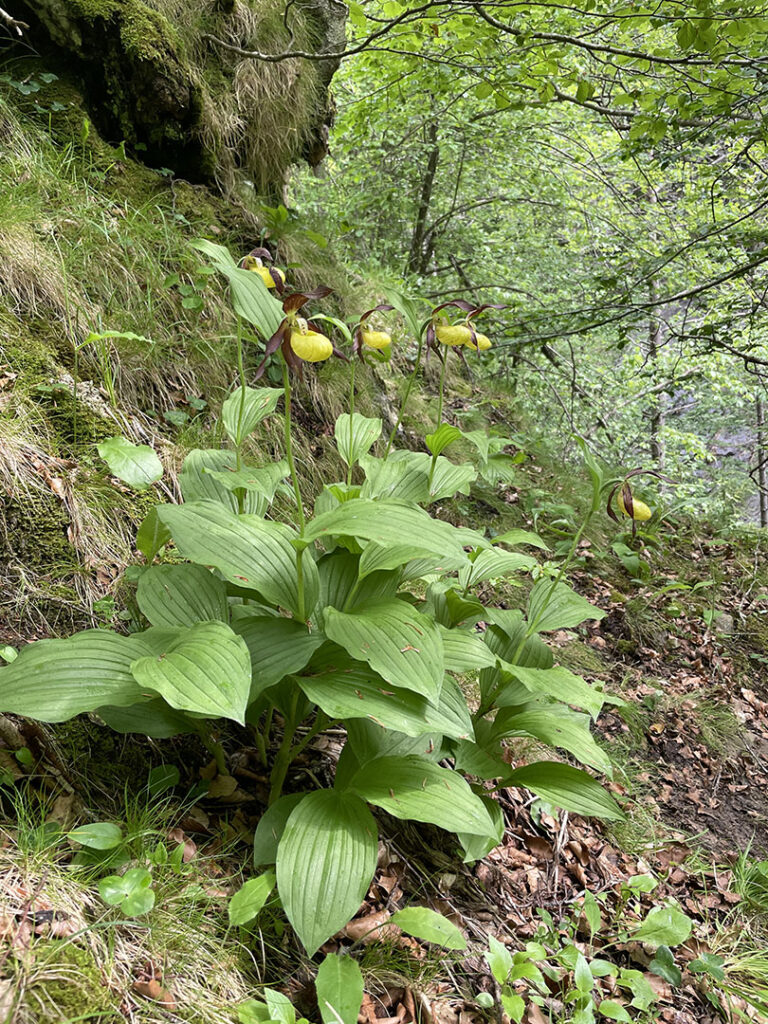 Cypripedium calceolus